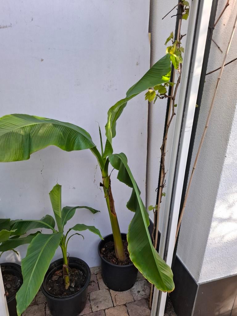 Bananenplanten  Musa Basjo, Ophalen of Verzenden, Overige soorten, Volle zon