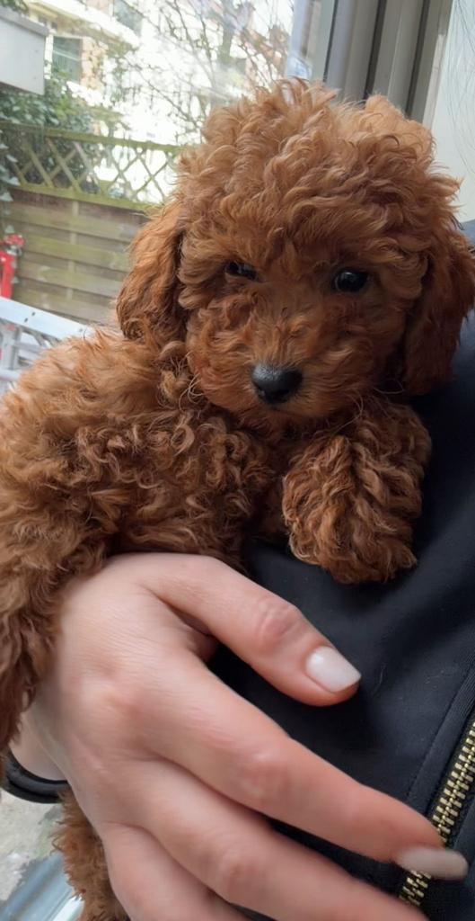 Toy poedel nestje teefje een reutje, Dieren en Toebehoren, Poedel, 8 tot 15 weken, Parvo, Meerdere