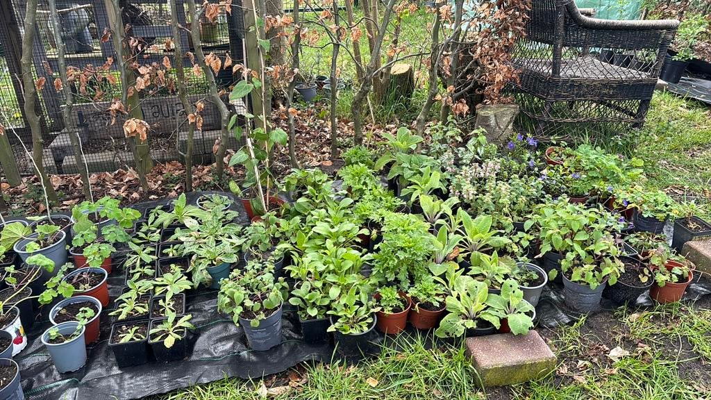 Plantjes - inheems, biologisch en winterhard, Ophalen, Vaste plant, Overige soorten, Volle zon