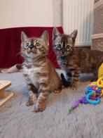 Bengaal Kitten , Stamboom, Luxury color, Dieren en Toebehoren, Poes, Met stamboom, 0 tot 2 jaar