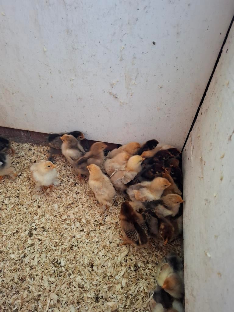 Kippen, Dieren en Toebehoren, Pluimvee, Meerdere dieren, Kip