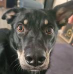 gouden mandje gezocht, Dieren en Toebehoren, Honden | Niet-rashonden, Particulier, 15 weken tot 1 jaar, Reu, Buitenland