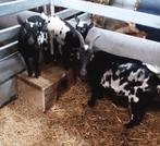 Zwartbonte geit met bokje en geitje, Dieren en Toebehoren, Meerdere dieren, Geit