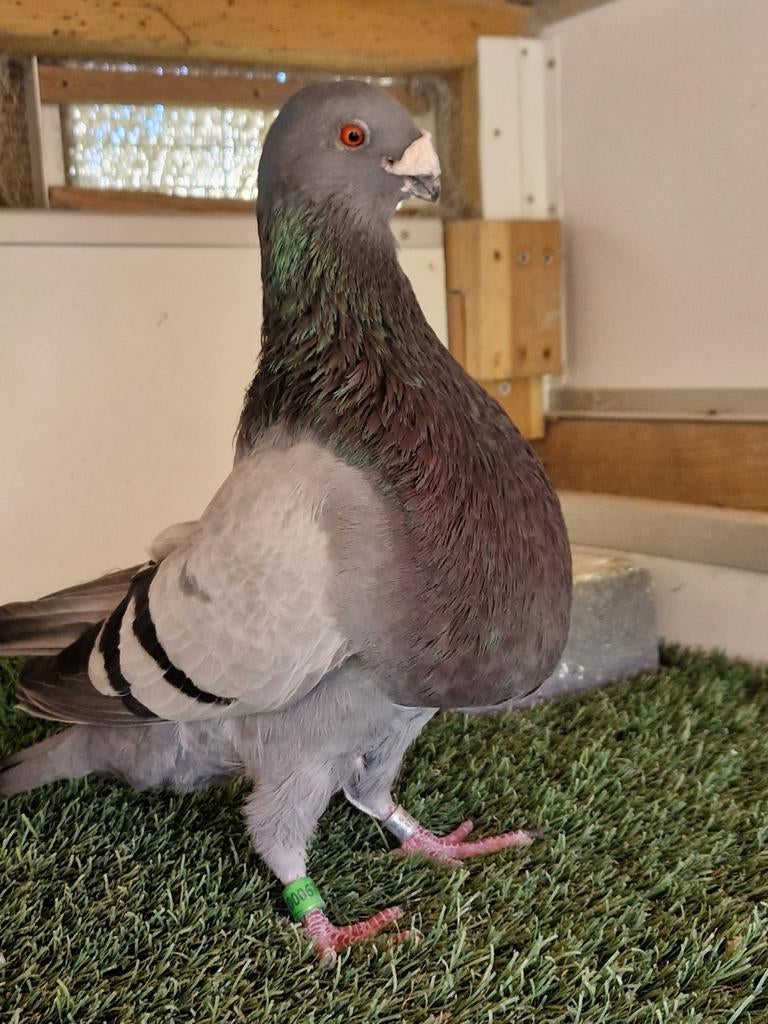 Te koop  Jiennense doffers, Dieren en Toebehoren, Vogels | Duiven, Mannelijk