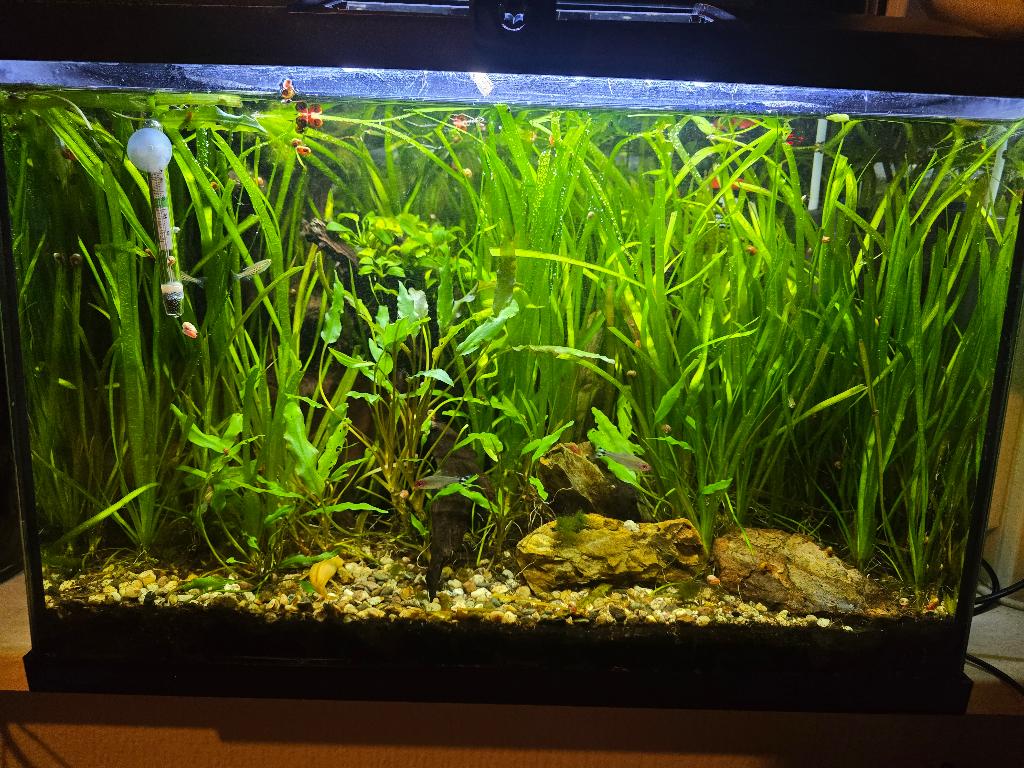 Volledig ingerichte 60L aquarium (planted tank) – €260, Ophalen, Nieuw, Gevuld zoetwateraquarium, Inclusief vissen