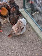 Wyandotte krielhennen te koop., Dieren en Toebehoren, Pluimvee, Vrouwelijk, Kip