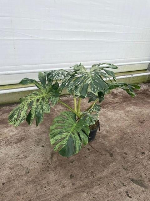 Monstera Vietciosa Variegata, Huis en Inrichting, Kamerplanten, Overige soorten, In pot, Minder dan 100 cm, Groene kamerplant