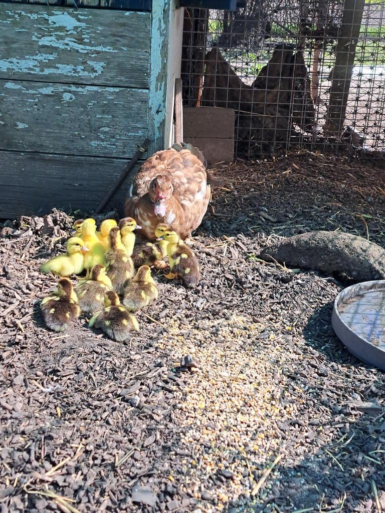 Kuikens kaapse eend te koop, Dieren en Toebehoren, Pluimvee, Geslacht onbekend, Eend