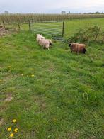 4 qussant rammetjes, Mannelijk, Schaap