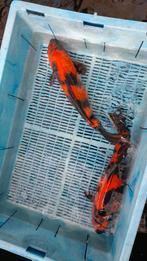 15 koi, Dieren en Toebehoren, Vissen | Vijvervissen, Karper of Koi