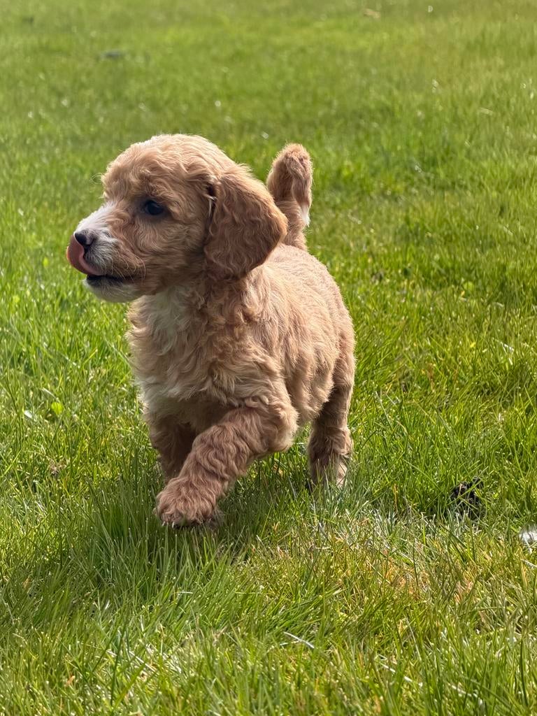 Mini Australian labradoodle, Dieren en Toebehoren, Honden | Niet-rashonden, Parvo, 8 tot 15 weken, Teef, Meerdere