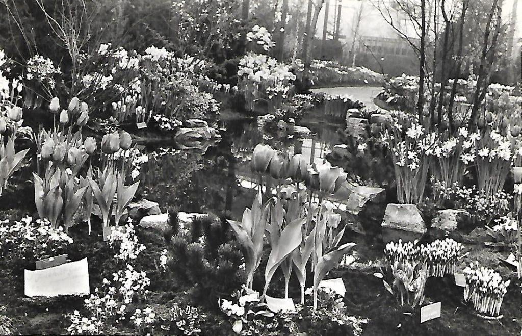 Bovenkarspel- -West Friese Flora., Verzamelen, Ansichtkaarten | Nederland, Verzenden, 1940 tot 1960, Gelopen, Noord-Holland