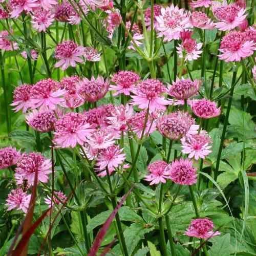 Astrantia major 'Roma' in pot, Vaste plant, Halfschaduw, Zomer, Ophalen