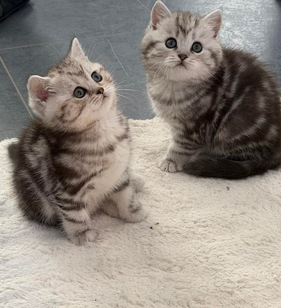 Kittens te koop. Bruine kitten gereserveerd, Poes, Kortharig, 0 tot 2 jaar