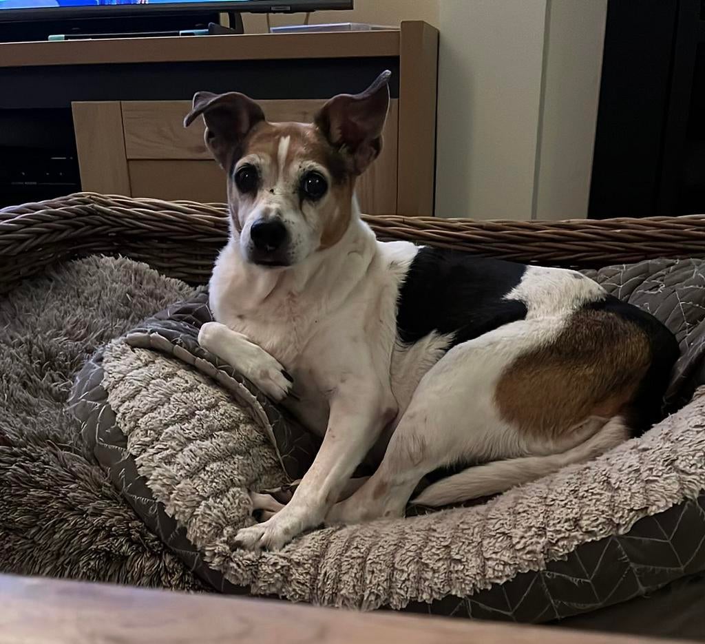 Nieuw baasje gezocht (spoed), Dieren en Toebehoren, 6 jaar of ouder, Parvo, Teef, Eén hond