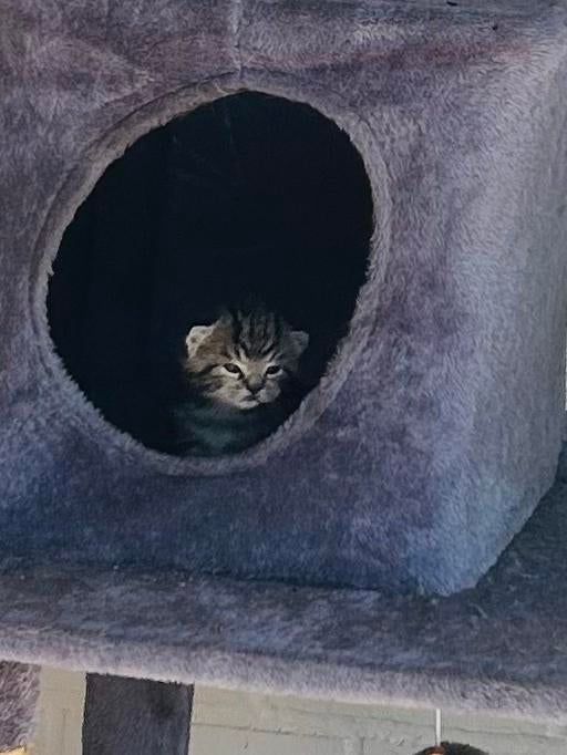 Tijgerlook kitten, Ophalen of Verzenden, Zo goed als nieuw
