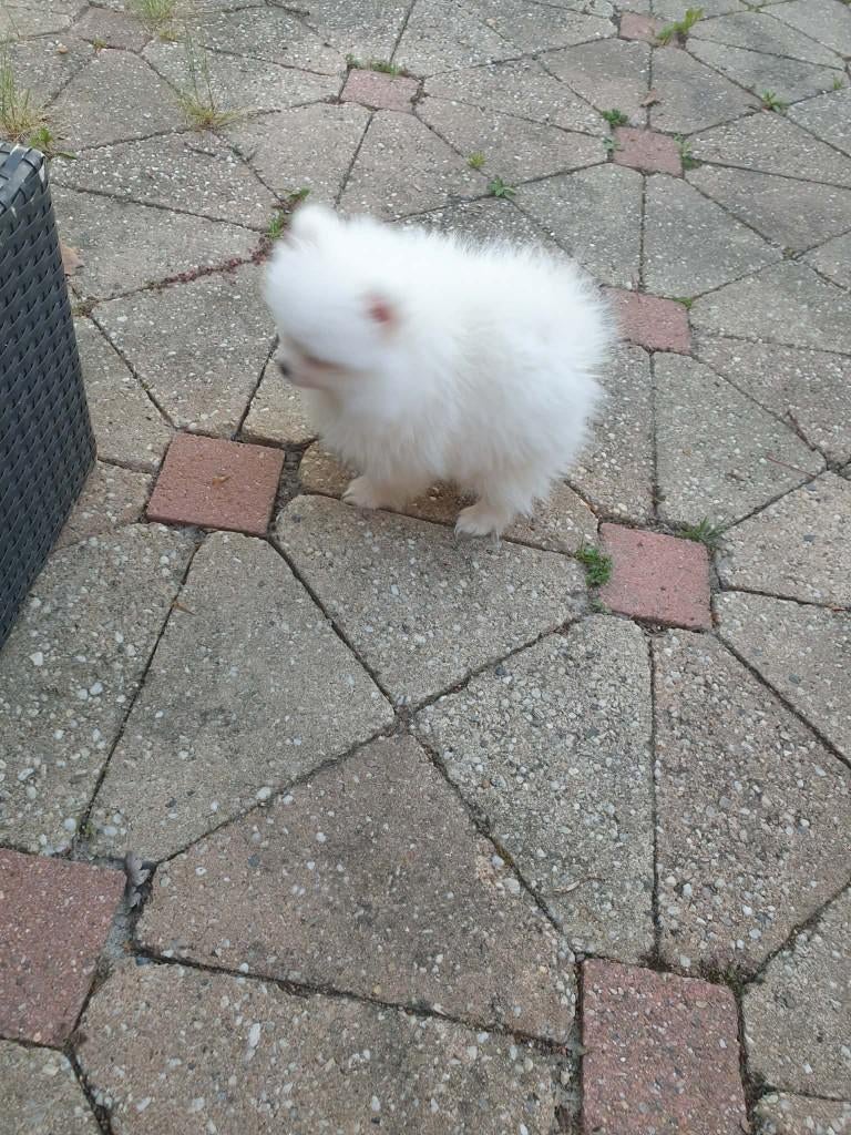 1 witte reutje en 1 wit zwart teefje, Dieren en Toebehoren, Honden | Poolhonden, Keeshonden en Oertypen, 8 tot 15 weken, Meerdere