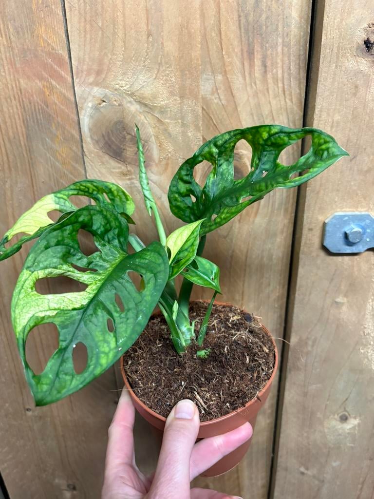 Monstera adansonii monkeymask plant aurea yellow variegata, Huis en Inrichting, Kamerplanten, Ophalen of Verzenden, Halfschaduw