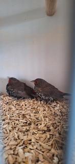 Mooi koppeltje Emblema's 2025 onverwant zitten op 10 graden, Dieren en Toebehoren, Meerdere dieren, Tropenvogel