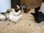 Jonge tamme Antwerpse baardkrielen gesekst & ingeënt, Dieren en Toebehoren, Pluimvee, Vrouwelijk, Kip