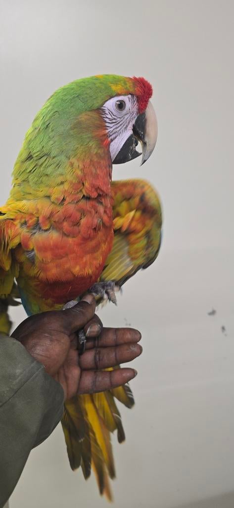 Shamrock ara ( geelvleugel x militaris ), Mannelijk, Papegaai, Tam