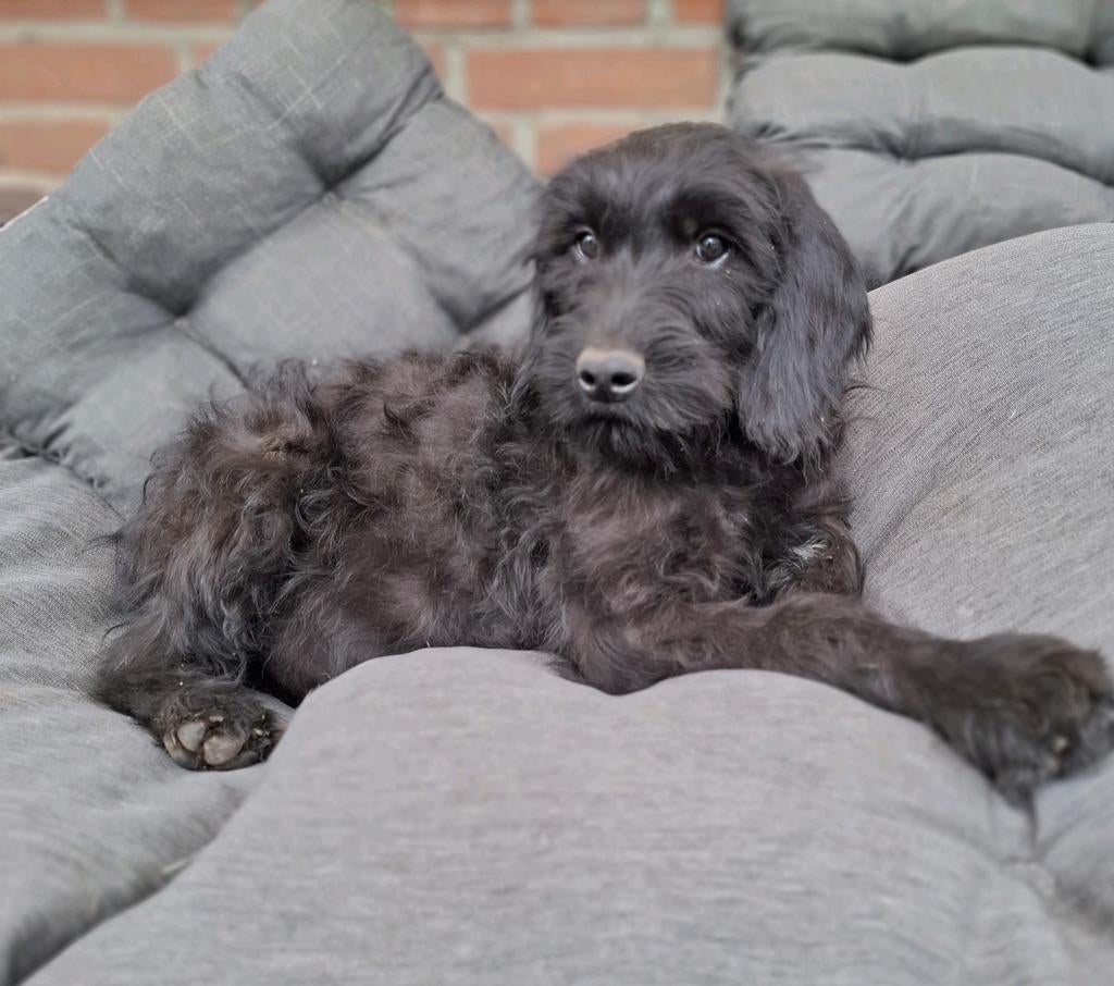 Lieve kleine medium Labradoodle puppys pups wegens annuleri, 8 tot 15 weken, Eén hond, Nederland, Fokker | Hobbymatig