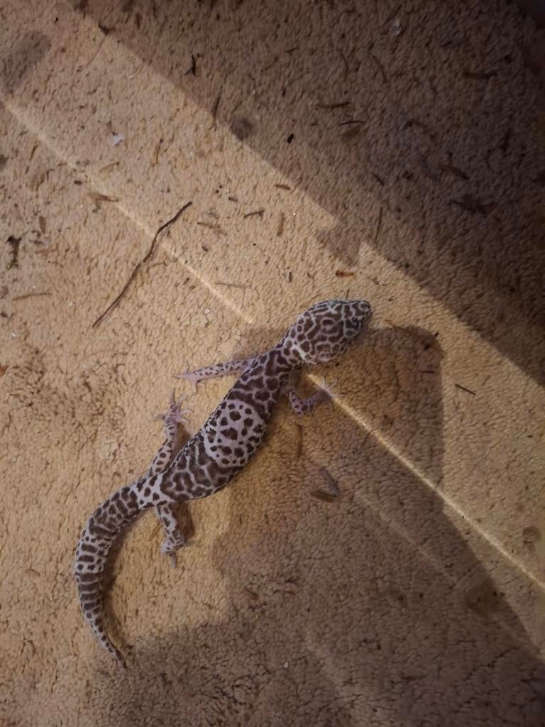 Eublepharis fuscus vrouw, Indianse gekko. Leopard Gecko - female for sale from Gijs Machielsen