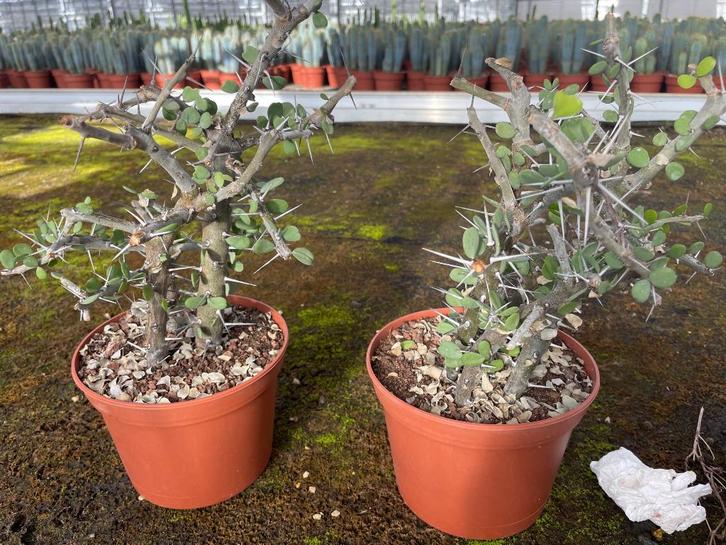 Caudex Alluaudia Comosa van oorsprong Madagaskar, Huis en Inrichting, Kamerplanten, Overige soorten, Minder dan 100 cm, Bloeiende kamerplant