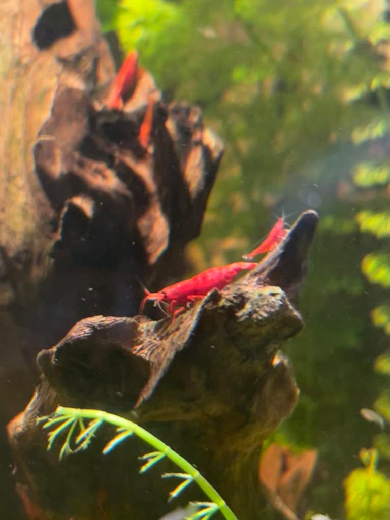 Rode garnalen | Blood mary neocardina | 10st voor 10,-, Kreeft, Krab of Garnaal