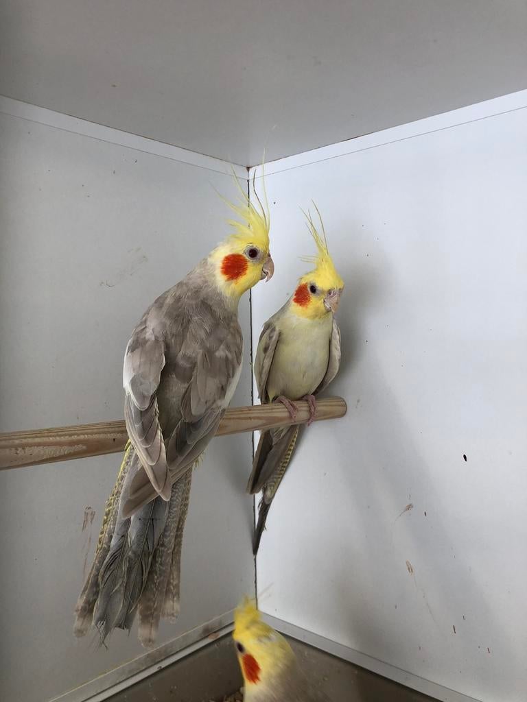 Div Valkparkieten, Dieren en Toebehoren, Vogels | Parkieten en Papegaaien, Meerdere dieren, Parkiet