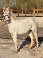 Lieve a pony., Dieren en Toebehoren, Pony's, Merrie, Zadelmak, A pony (tot 1.17m), 3 tot 6 jaar