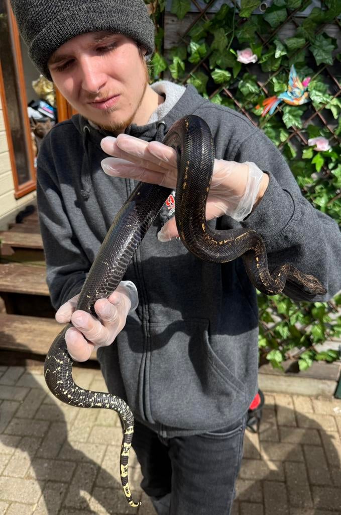 Img boa.  Man.   2024. Het. Kahl.  Inruil mogelijk. Boa Constrictor - male for sale from De Jong