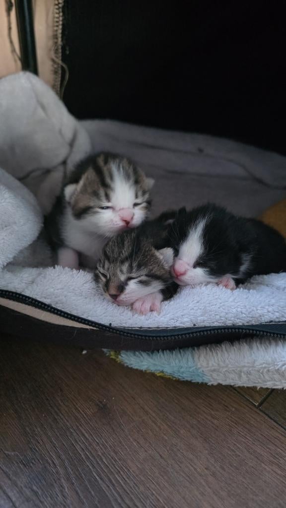 Lieve huiskittens. REACTIE STOP!, Meerdere dieren, Kortharig, 0 tot 2 jaar