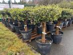 Olijfboom ,,Mesa” 45liter pot, stam omtrek 30/40 Hoogte 170, 100 tot 250 cm, Olijfboom, Zomer, Ophalen