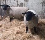 GEVRAAGD 2 drachtige SUFFOLK ooien omgeving Heino, Vrouwelijk, Schaap