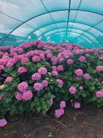 hortensia, Vaste plant, Halfschaduw, Zomer, Ophalen