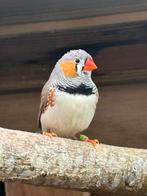 Zebravinken, Dieren en Toebehoren, Vogels | Overige Vogels, Mannelijk, Tropenvogel, Geringd