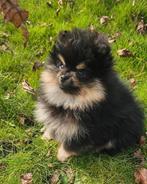 Pomeranianpup  Dwergkeespup  Pomeriaanpup reutje, Nederland, Keeshond, Reu, Eén hond