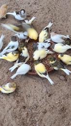 Gloster kanarie, Dieren en Toebehoren, Meerdere dieren