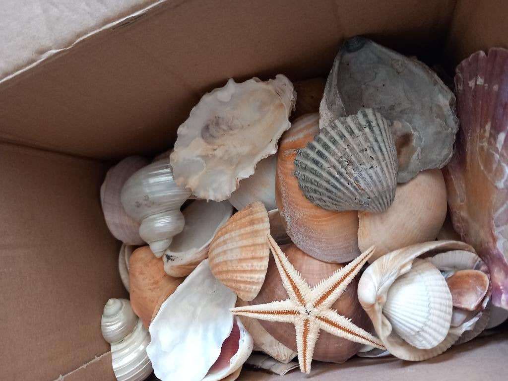 Doos vol met verschillende soorten schelpen, Verzamelen, Mineralen en Fossielen, Ophalen, Schelp(en)