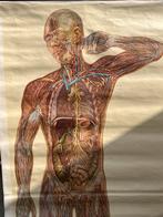 Vintage Medische Schoolplaten & Anatomische Modellen, Ophalen, Natuur en Biologie