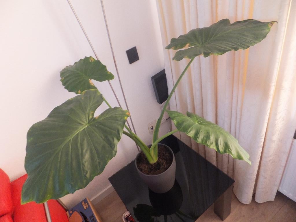 DE ALOCASIA, Huis en Inrichting, Kamerplanten, Ophalen, In pot, Halfschaduw, Minder dan 100 cm