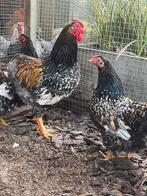 1 toom wyandotte kriel tollbunt van 2025, Meerdere dieren, Kip