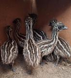 Emoe kuikens, Tam, 0 tot 2 jaar