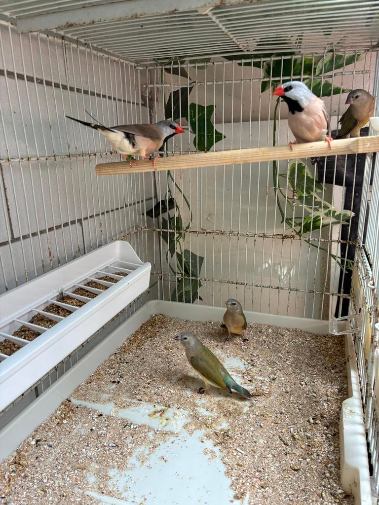 spitsstaartamadine, Dieren en Toebehoren, Meerdere dieren, Wildzangvogel, Geringd