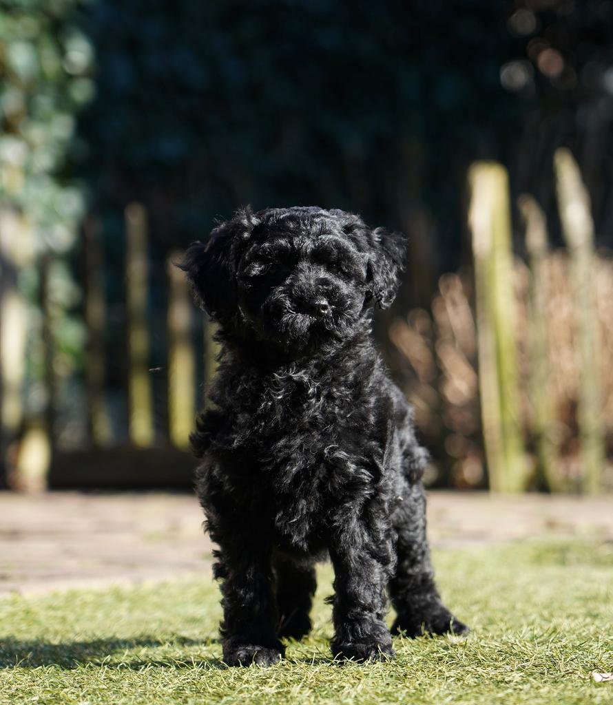 Mini Labradoodle pups | Minidoodle | Dwergpoedel, Dieren en Toebehoren, Honden | Retrievers, Spaniëls en Waterhonden, Meerdere dieren