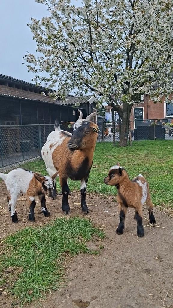 Dwerggeit met bokjes, Dieren en Toebehoren, Vrouwelijk, Geit, 0 tot 2 jaar