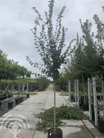 BOOM Acer campestre 'Elsrijk' Veldesdoorn Spaanse aak herfst, Tuin en Terras, Overige soorten, Vaste plant, Ophalen of Verzenden