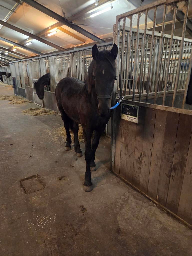 Stalling gezocht omgeving Roden, Dieren en Toebehoren, Stalling en Weidegang