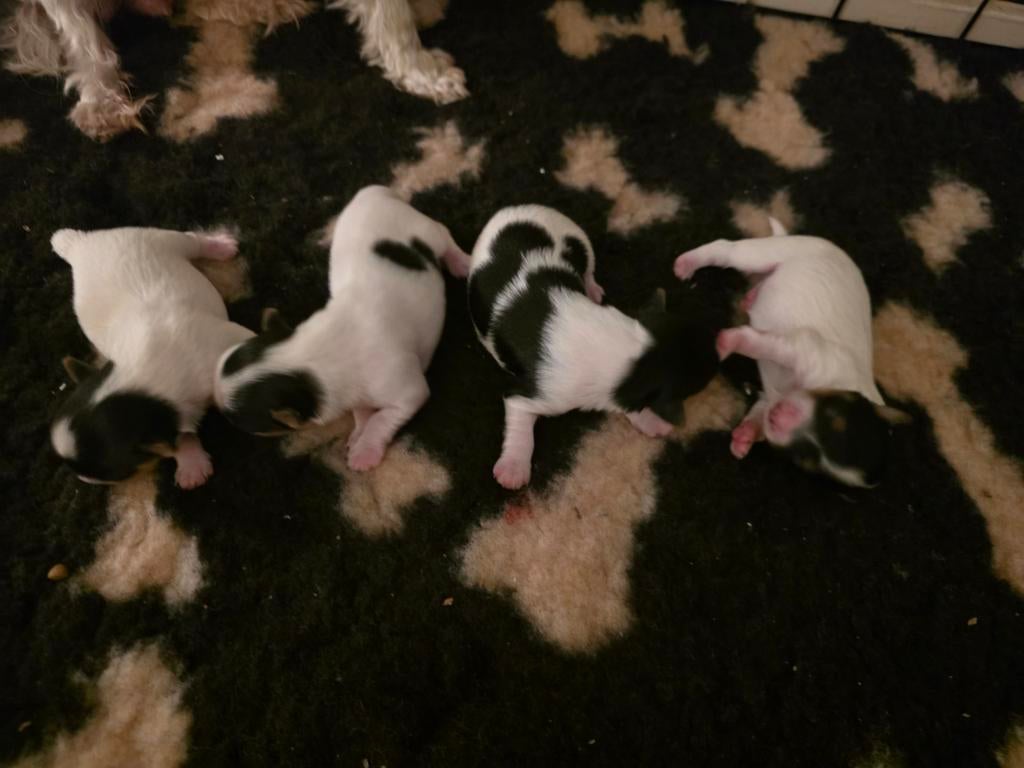 Biewer terriër pups geboren., Parvo, Overige rassen, 8 tot 15 weken, Meerdere